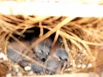 Nest mit jungen Spitzschwanzamadinen